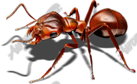 Red Ant 3