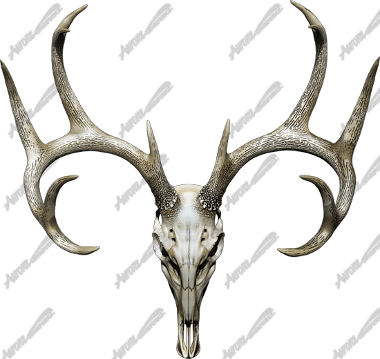 Buck Skull 2