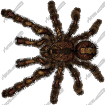 Tarantula