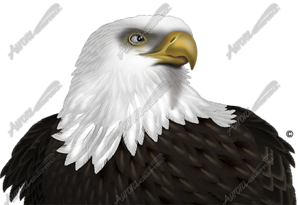 Eagle Headshot