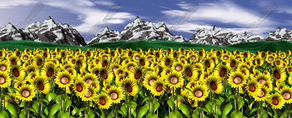 Sunflower Patch