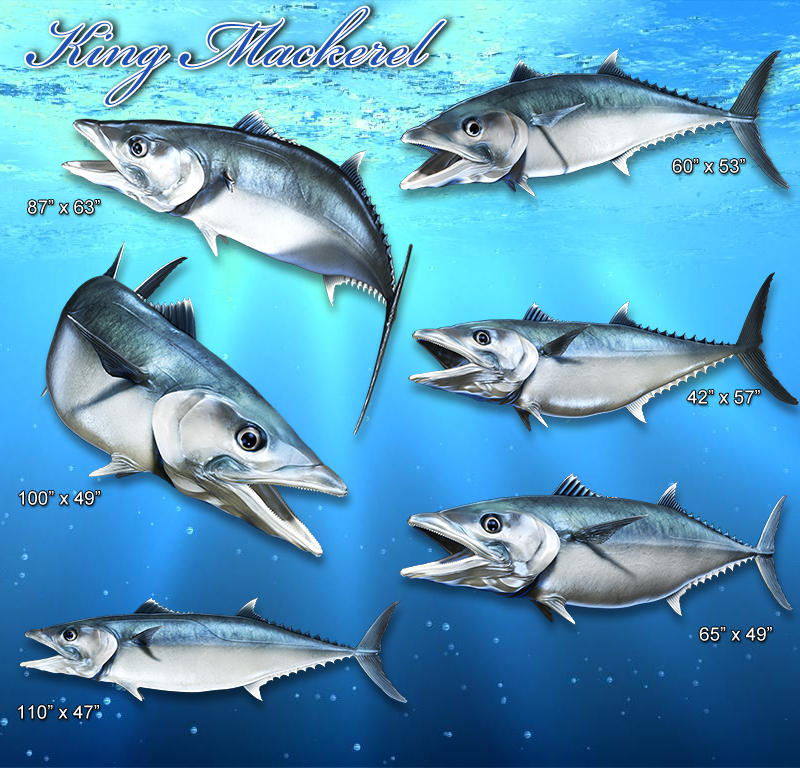 king-mackerel-1-aurora-graphics