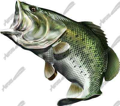 Largemouth Bass 3 1 - Aurora Graphics