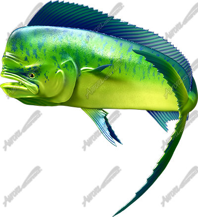 mahi