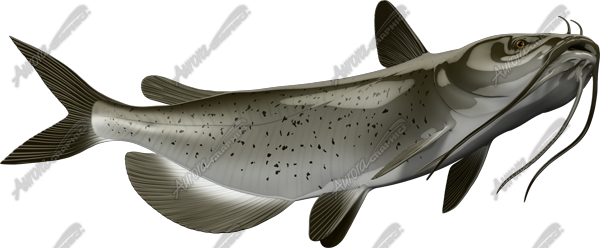 Catfish 1 | Aurora Graphics